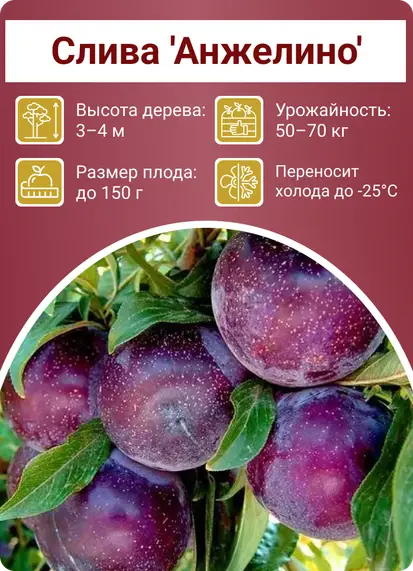 Слива Анжелино