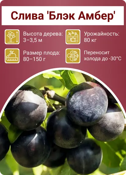 Слива Блэк Амбер