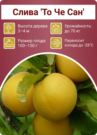 Слива То Че Сан