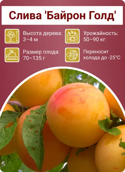 Слива Президент