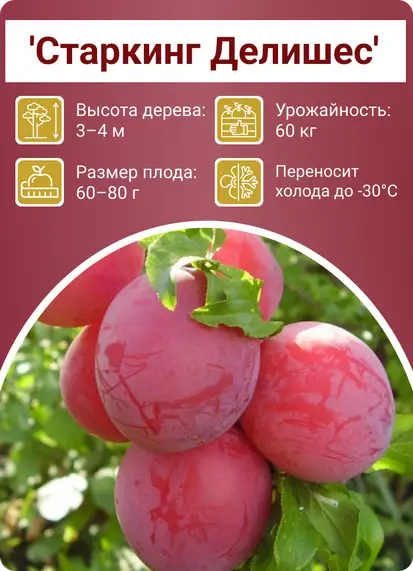 Слива Стенли