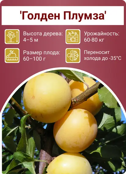 Слива Виктория
