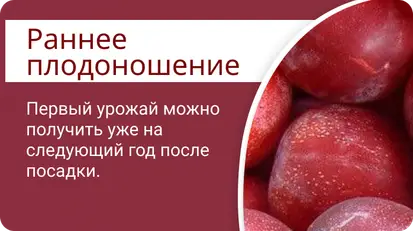 Диплоидная слива