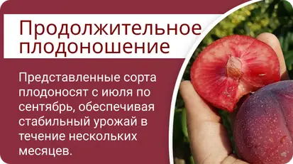 Диплоидная слива