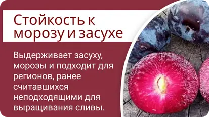 Диплоидная слива