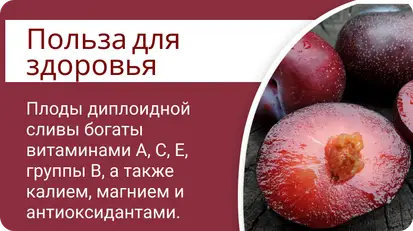 Диплоидная слива