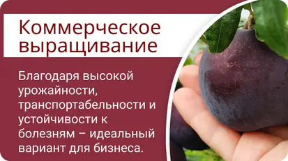 Диплоидная слива
