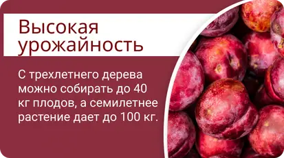 Диплоидная слива
