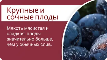 Диплоидная слива