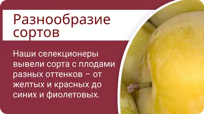 Диплоидная слива