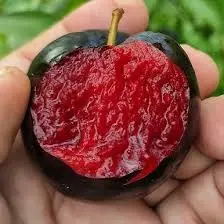 Диплоидная слива