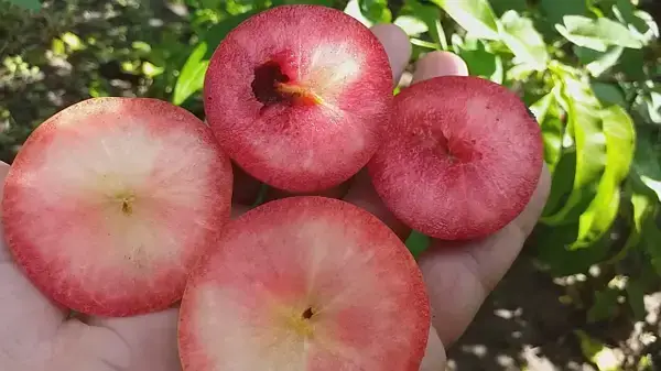 Диплоидная слива