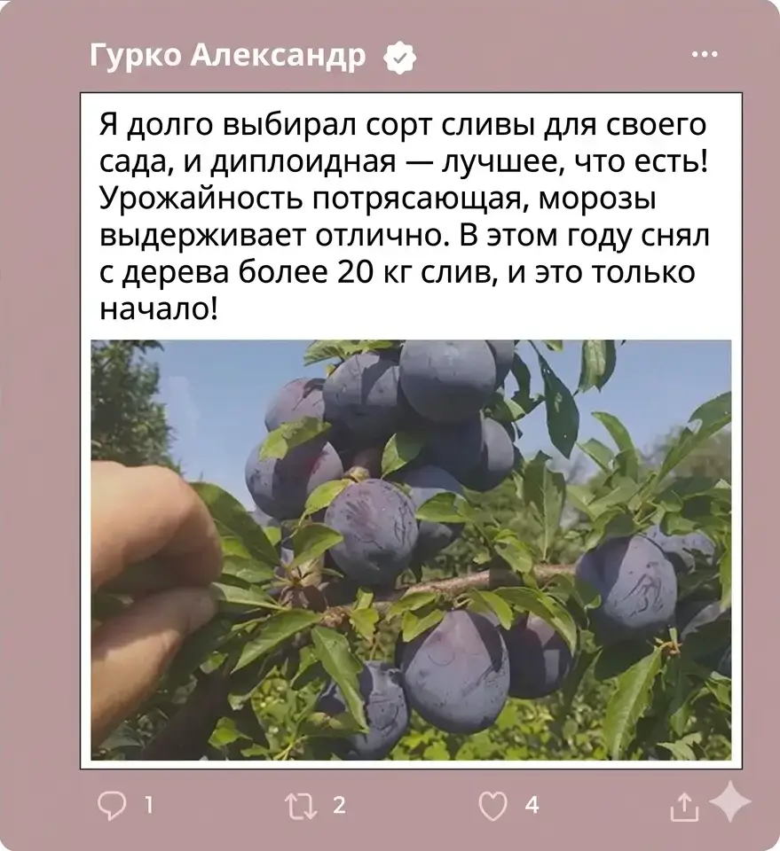 Отзыв 3